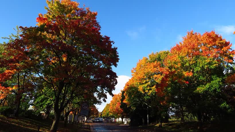 Autumn colours near Garrison Rbt, Telford, close to the Aldi on Wellington Road, Telford