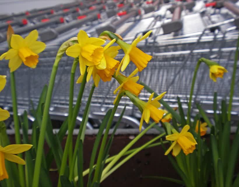 Potted daffodils for sale., close to the Aldi on Mill Street, Bedworth