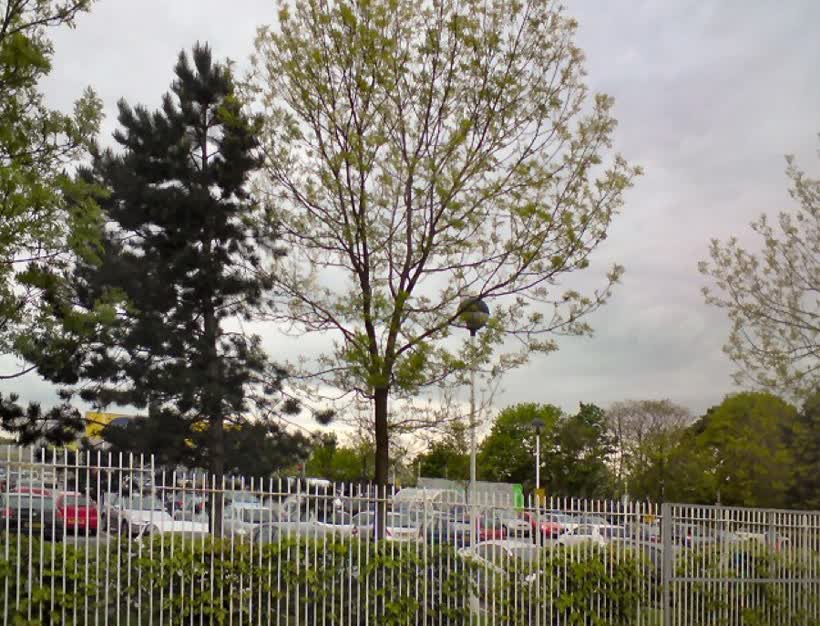 Trees in the car park, close to the Aldi on Altrincham Road, Baguley
