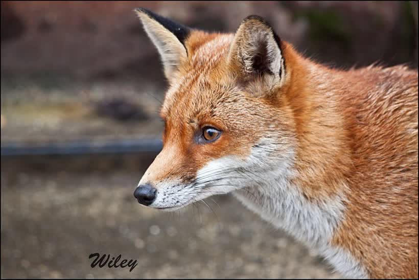 Thank you all for your comments and favourites )), close to the Aldi on Pitwines West, Dorset