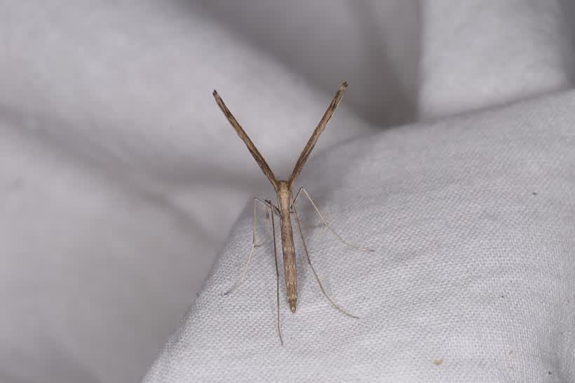 Agdistis bennetii (Curtis, 1833), to actinic light, Walton-on-the-Naze, Essex, 13 August 2016, close to the Aldi on Kirby Road, Walton On The Naze