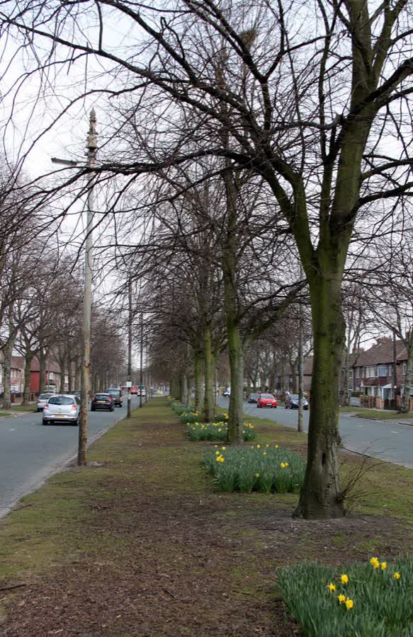 Utting Avenue East, close to the Aldi on Lorenzo Drive, Norris Green